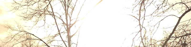 Sonne hinter einem Baum – klares Licht